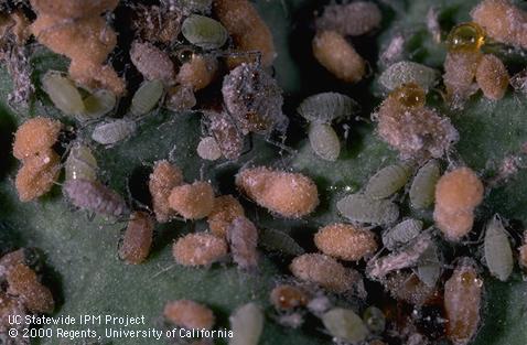 Cabbage aphids killed by unidentified fungus Credit: Jack Kelly Clark
