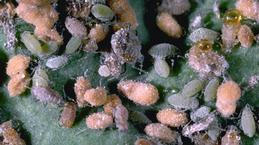 Aphids killed by a fungus