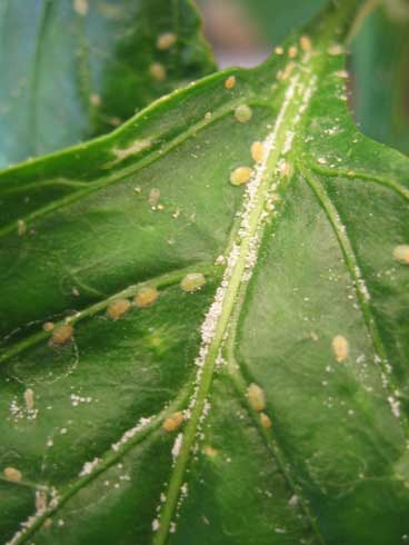 Tomato (potato) psyllids feed on the surface of a pepper leaf producing a powdery honeydew.