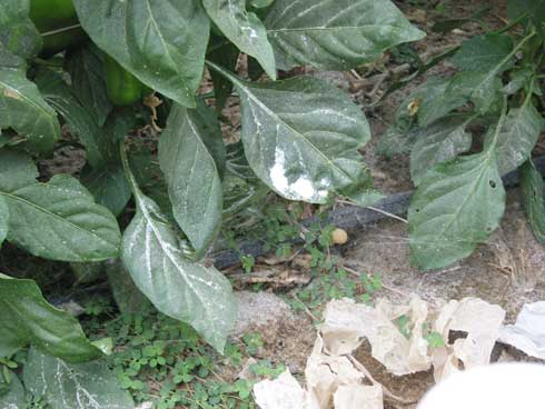 White powdery honeydew on pepper leaves caused by tomato (potato) psyllid feeding.