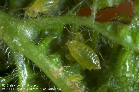 Adult leaf curl plum aphid.