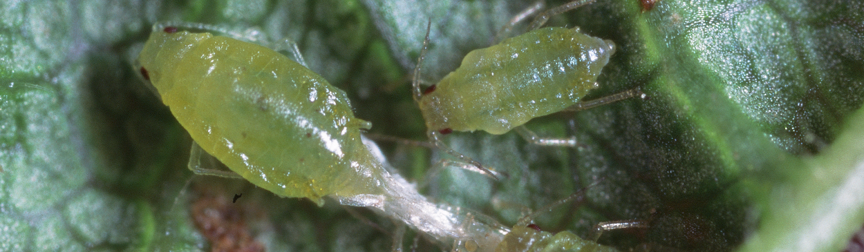 Leaf curl plum aphid wingless adult and nymph.