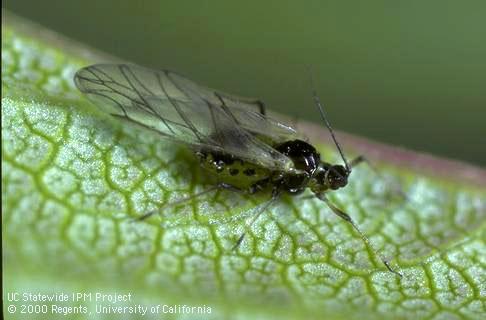 Winged adult leaf curl plum aphid.