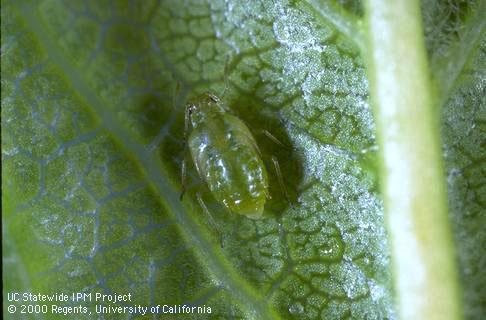 Leaf curl plum aphid adult with wing pads.