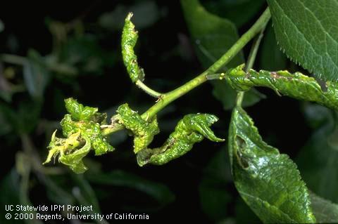 Leaf curling and distortion caused by leaf curl plum aphid.