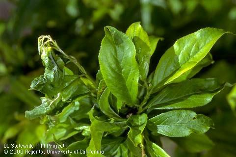 Plum leaves damaged by leaf curl plum aphid infestation.