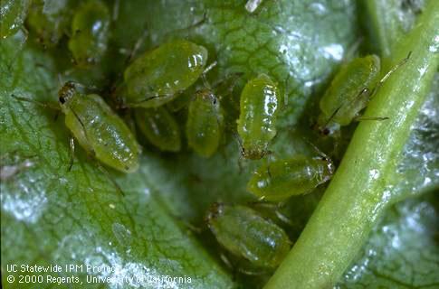 Colony of leaf curl plum aphids.