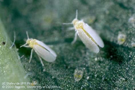 Adult sweetpotato whitefly.