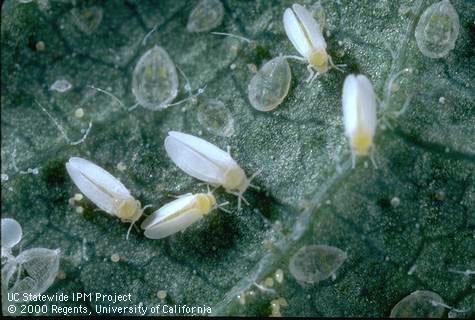 Adult sweetpotato whitefly, <i>Bemisia tabaci.</i>.