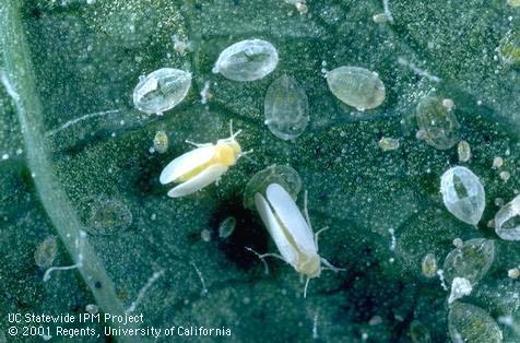 Adult sweetpotato whitefly.