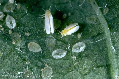 Adult sweetpotato whitefly.