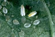 Silverleaf whitefly