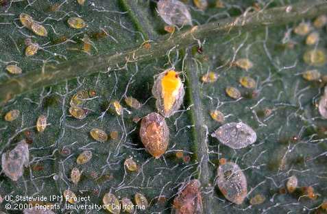 Colony of silverleaf whitefly.