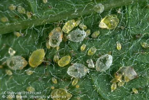 Nymphs, pupae, and empty pupal cases of silverleaf whitefly, <i>Bemisia argentifolii</i>, which in the field cannot be discriminated from sweetpotato whitefly, <i>Bemisia tabaci</i>.