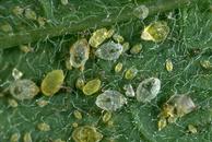 Whitefly nymphs, empty pupal cases