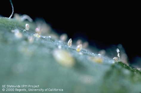 Egg of sweetpotato whitefly.