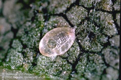 Pupal case of sweetpotato whitefly.