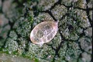 Whitefly parasites