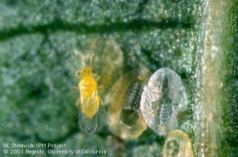 Parasite of sweetpotato whitefly, silverleaf whitefly.