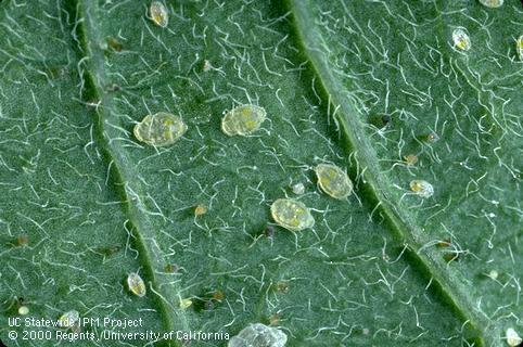 Nymph of sweetpotato whitefly, silverleaf whitefly.