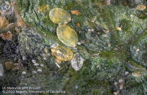 Silverleaf whitefly or sweet potato whitefly nymphs.