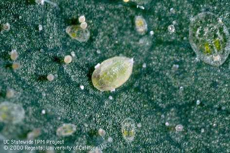 Pupa of sweetpotato whitefly.