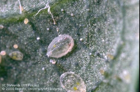 Pupae of sweetpotato whitefly, <i>Bemisia tabaci.</i>.