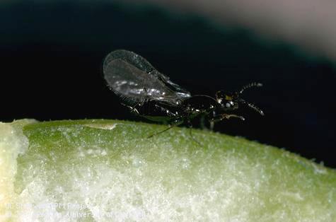 Adult fig wasp.