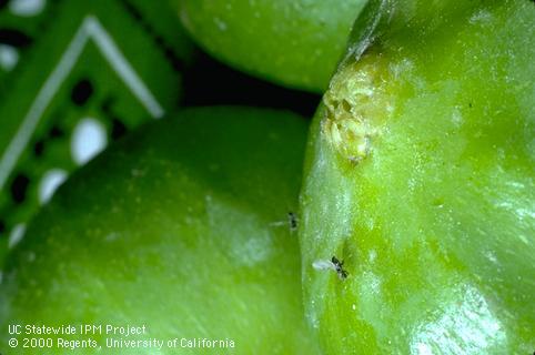 Adult fig wasp.