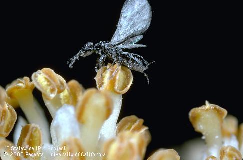 Adult fig wasp.