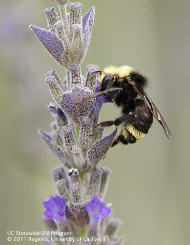 Yellow-faced bumble bee, or Vosnesensky bumble bee, <i>Bombus vosnesenskii,</i> on lavender.