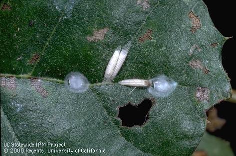 Cocoons of first instar (round) and third (last) instar (elongate) oak ribbed casemakers, <i>Bucculatrix albertiella</i>.