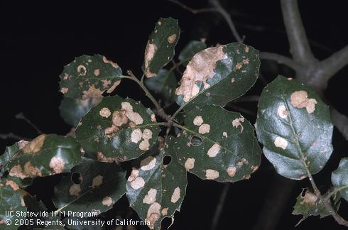 Leaf mines of the oak ribbed casemaker, <I>Bucculatrix albertiella.</I>.