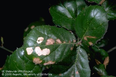 Brown and whitish discoloration to leaves of coast live oak from larvae of oak ribbed casemaker, <i>Bucculatrix albertiella</i>, feeding inside foliage or on the undersurface of leaves.