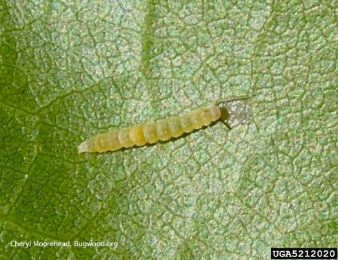 Last instar (larva) of oak ribbed casemaker, <i>Bucculatrix albertiella.</i>.