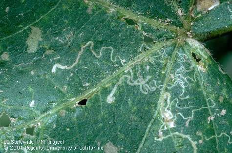 Crop damaged by cotton leaf perforator, <i>Bucculatrix thurberiella</i>.