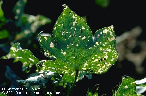 Leaves damaged by cotton leaf perforators, <i>Bucculatrix thurberiella</i>, have numerous windows.