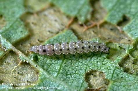 Fourth and fifth instar cotton leaf perforators, <i>Bucculatrix thurberiella</i>, skeletonize leaves.