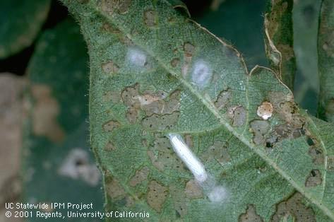 Fourth instar cotton leaf perforator, <i>Bucculatrix thurberiella</i>, spins a loose, silk shelter and curls into horseshoe shape (above). Pupation takes place in white cocoon (below) that has lengthwise ribs.