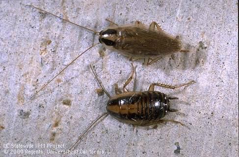 German cockroach adult (top) and nymph.