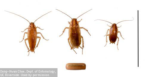 German cockroach, <i>Blattella germanica</i>. From left to right: adult male, adult female, nymph. Ootheca (egg case) below.