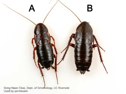 Comparison of adult female Turkestan cockroach, <i>Blatta lateralis</i> (A), and adult female oriental cockroach, <i>Blatta orientalis</i> (B).