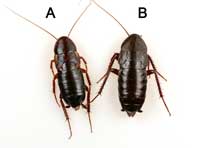 Females of the Turkestan cockroach (on the left, marked as (A) and the oriental cockroach (on the right, marked as (B) have reduced wings and are unable to fly. The wings of the Turkestan cockroach shows cream-colored bars.