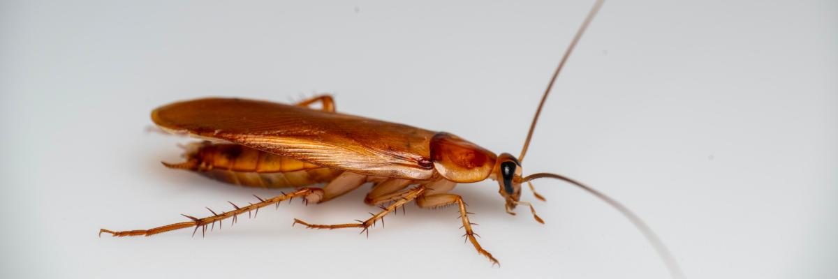 Lateral view of a yellowish-tan cockroach with cream-colored markings along the margins of their wing buds on a white background. Credit: Krystle Hickman, UC IPM
