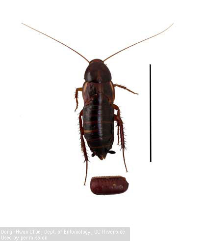 Adult female Turkestan cockroach, <i>Blatta lateralis</i>, with egg case.