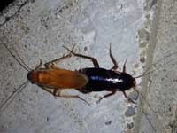 A brown male Turkestan cockroach mating with a dark brown female Turkestan cockroach on a concrete wall outside a school.