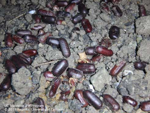 Egg cases (oothecas) of the Turkestan cockroach, <i>Blatta lateralis</i>, deposited in moist soil under an outdoor barrel of kitchen grease.