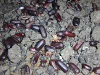 Many reddish-brown Turkestan cockroach egg cases on soil.