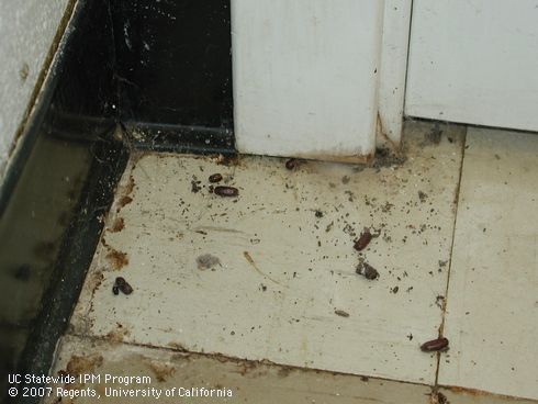 Ootheca and cockroach fecal matter are signs of a cockroach infestation.