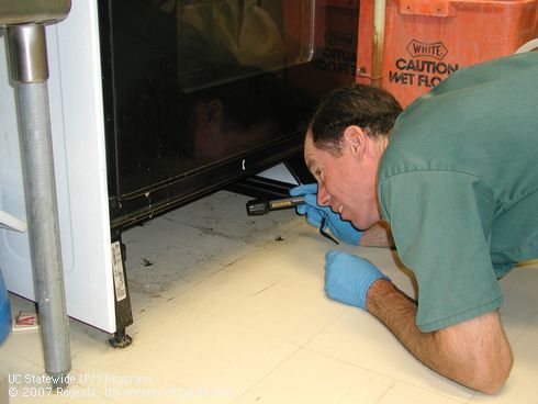 IPM Coordinator, Dan Forcella, uses a small flashlight to inspect under kitchen appliances for cockroaches.